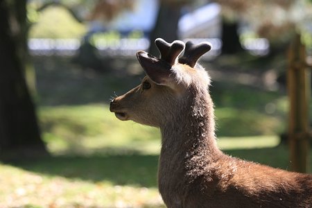 2010.04.28　奈良公園　鹿