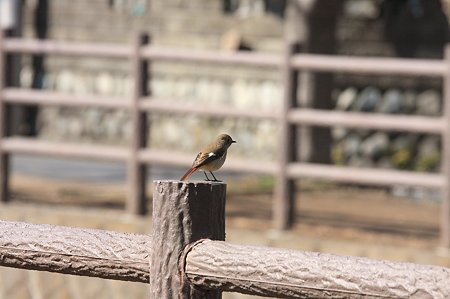 2011.02.23　和泉川　ジョウビタキ
