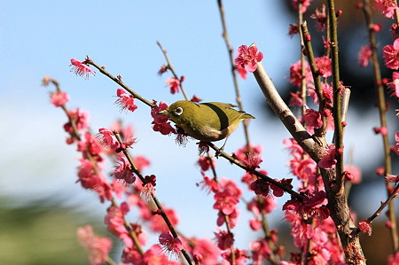 2011.02.25　和泉川　メジロと紅梅