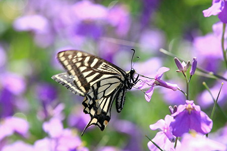2011.05.08　和泉川　ハナダイコンにアゲハチョウ