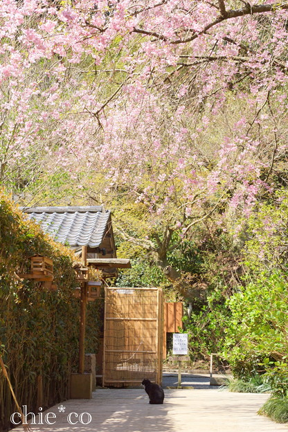 桜と猫のいる風景。。