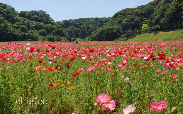 くりはま花の国-275