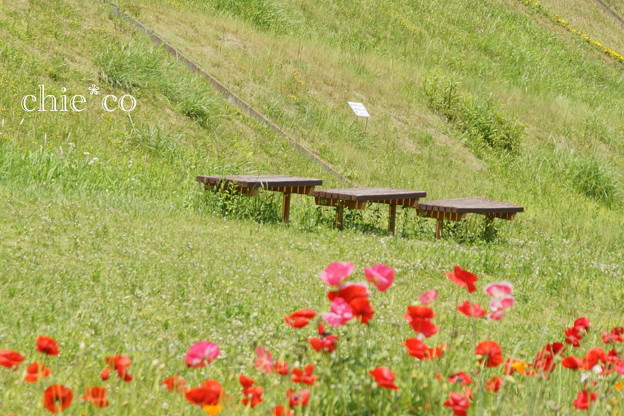 くりはま花の国-293