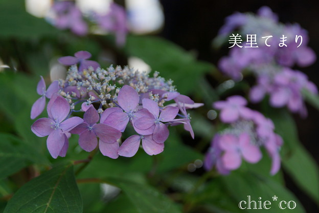 瀬戸神社~山あじさい-379