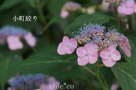 瀬戸神社~山あじさい-380