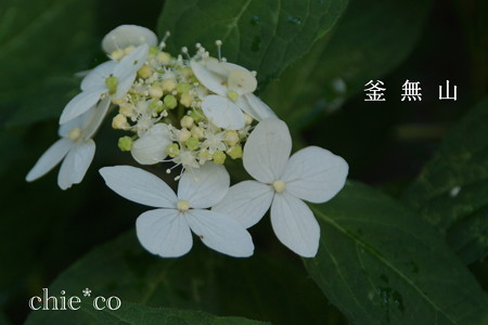 瀬戸神社~山あじさい-382