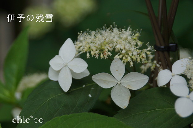瀬戸神社~山あじさい-388