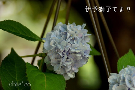 瀬戸神社~山あじさい-390