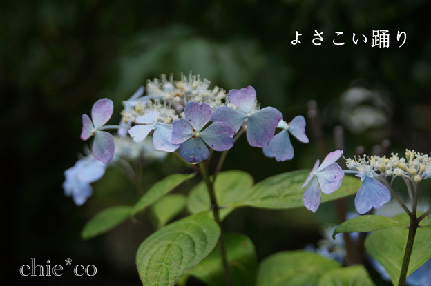 瀬戸神社~山あじさい-401
