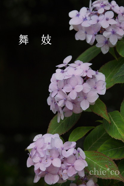 瀬戸神社~山あじさい-404