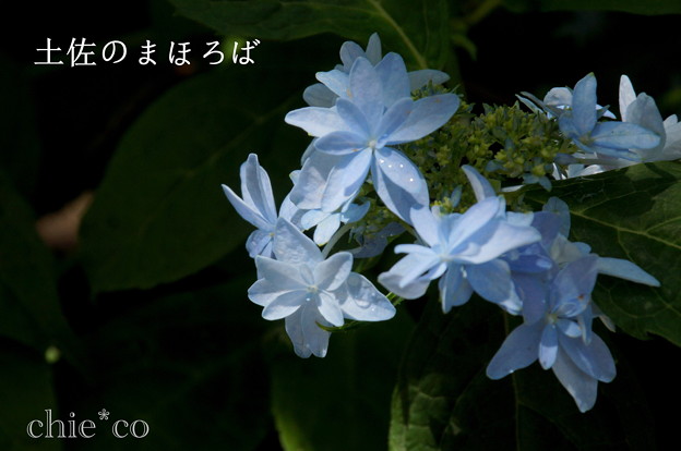 瀬戸神社~山あじさい-408