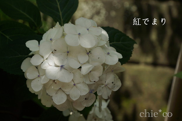 瀬戸神社~山あじさい-409