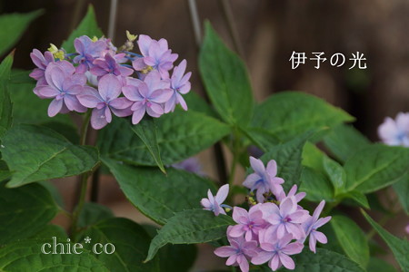 瀬戸神社~山あじさい-455