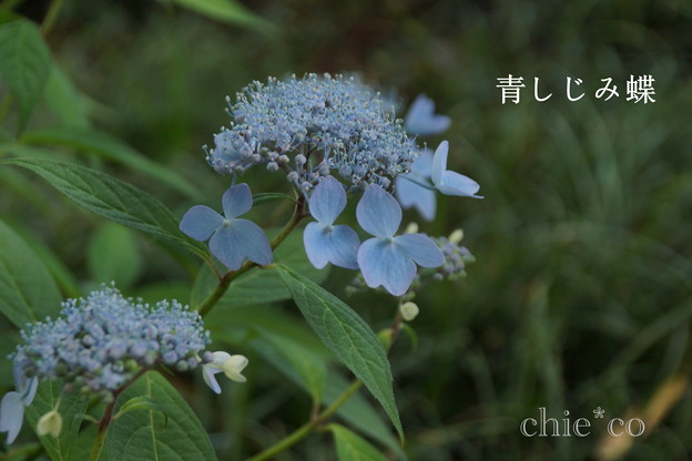 瀬戸神社~山あじさい-456