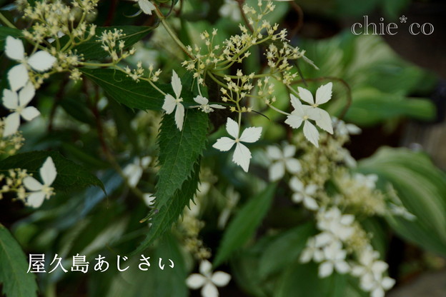 瀬戸神社~山あじさい-459