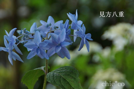 瀬戸神社~山あじさい-460