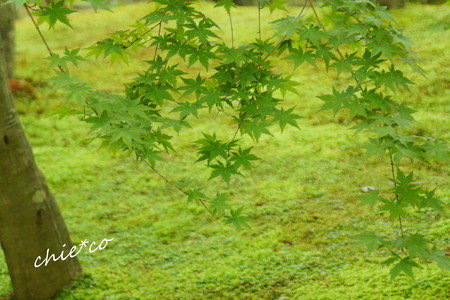 癒しの緑の彩 いろ 青もみじの苔庭にて 箱根美術館 庭園 2 箱根美術館 庭園