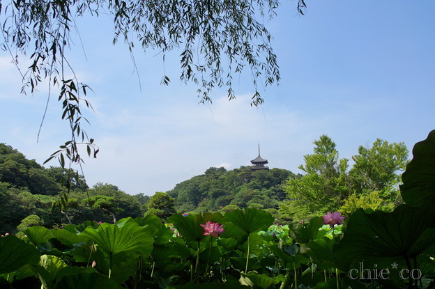 蓮の花と・・三重塔のある風景。。