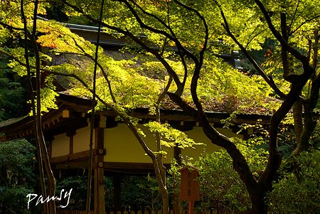上賀茂神社にて・・7