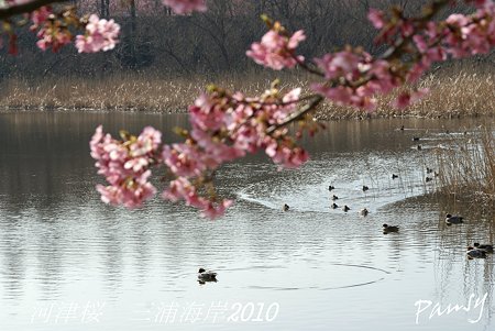 河津桜咲く・・三浦海岸・・13