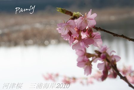河津桜咲く・・三浦海岸・・14