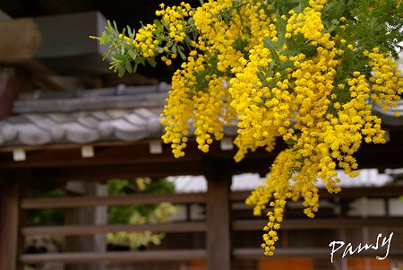 ミモザ咲く寺院・・1