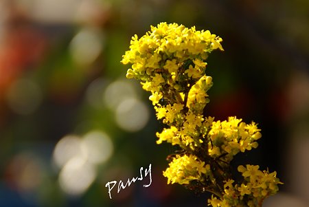 黄色の小花・・