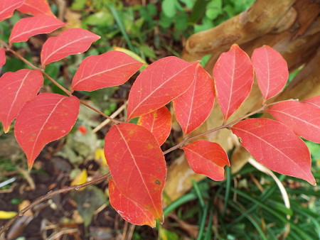 紅葉したシマサルスベリ