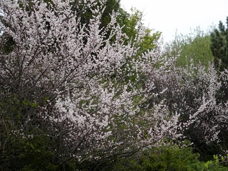 170515-19桜