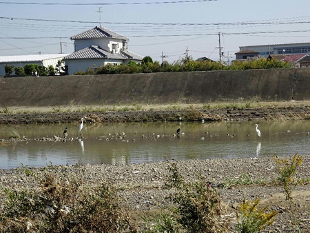 171027-69羽が狙う