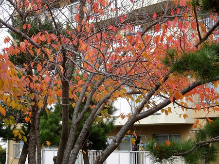 171126-1団地の秋色