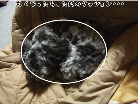 絶対クッション
