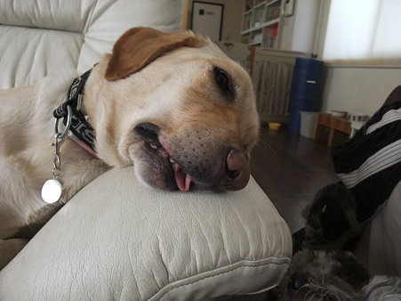 ヒックヒック言いながら目を開けて寝てる犬