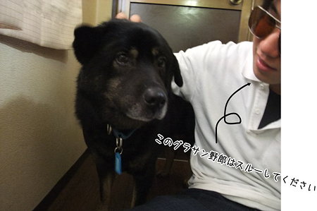 次男に懐く犬