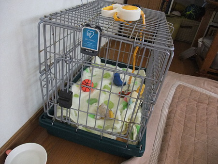 新しいハウス