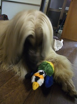 やっぱりカモが一番好物♪