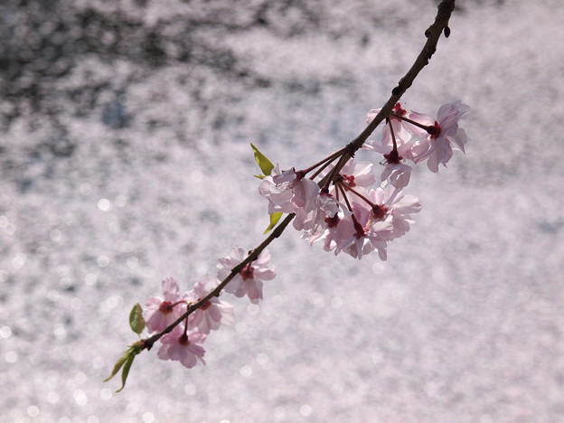 キラキラ輝く散った桜と枝垂れ桜