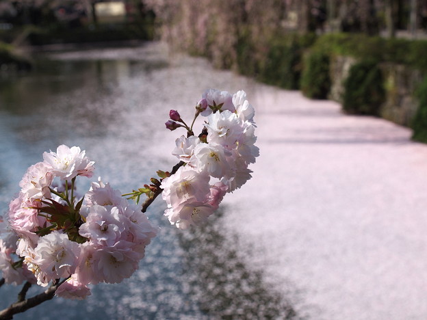 神池に散った桜と今が旬
