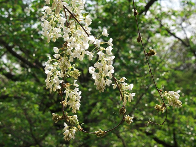 藤の花の首飾り
