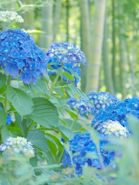 竹林に咲くアジサイ