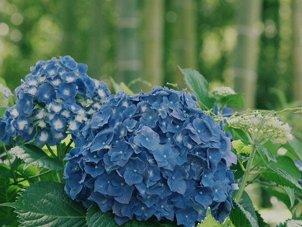 竹林に咲いた紫陽花