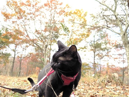 紅葉の終わり_黒猫チャンプ2