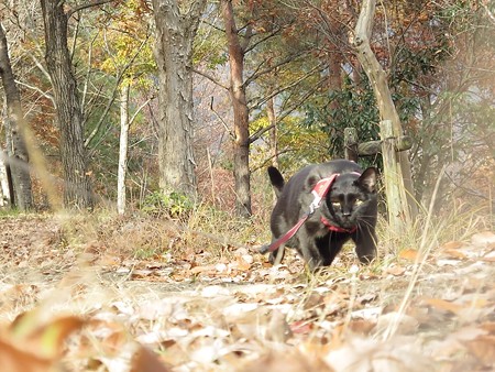 紅葉の終わり_黒猫チャンプ3