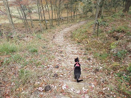 紅葉の終わり_黒猫チャンプ4