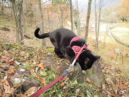 紅葉の終わり_黒猫チャンプ5