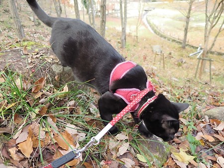 紅葉の終わり_黒猫チャンプ7