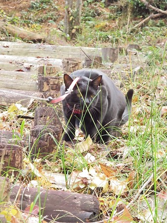 紅葉の終わり_黒猫チャンプ8