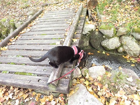 紅葉の終わり_黒猫チャンプ12