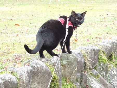 紅葉の終わり_黒猫チャンプ17