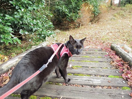 紅葉の終わり_黒猫チャンプ24